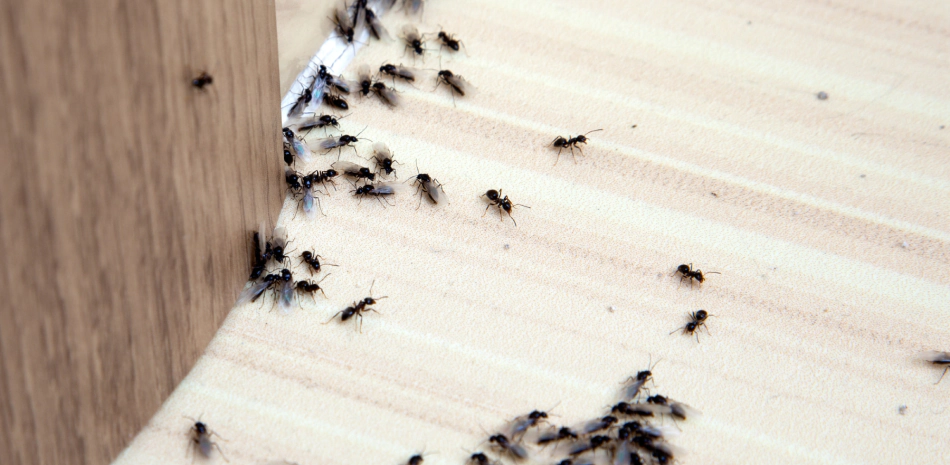 group of black ants on a corner of a door