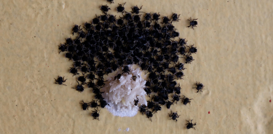 group of black spiders around a white spider substance