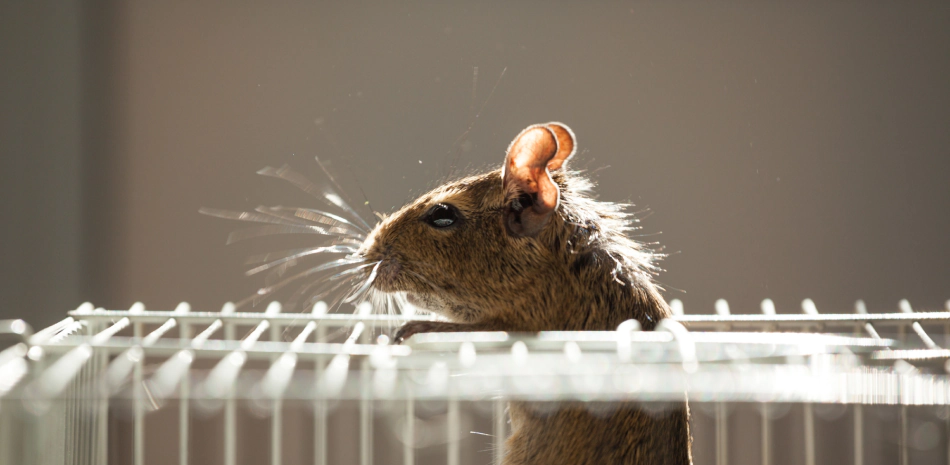 light brown rodent coming out of a white cage