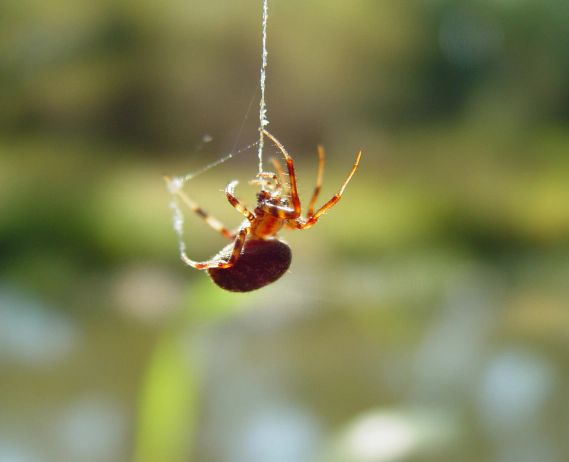 spider attached to a web with trees and bushes behind